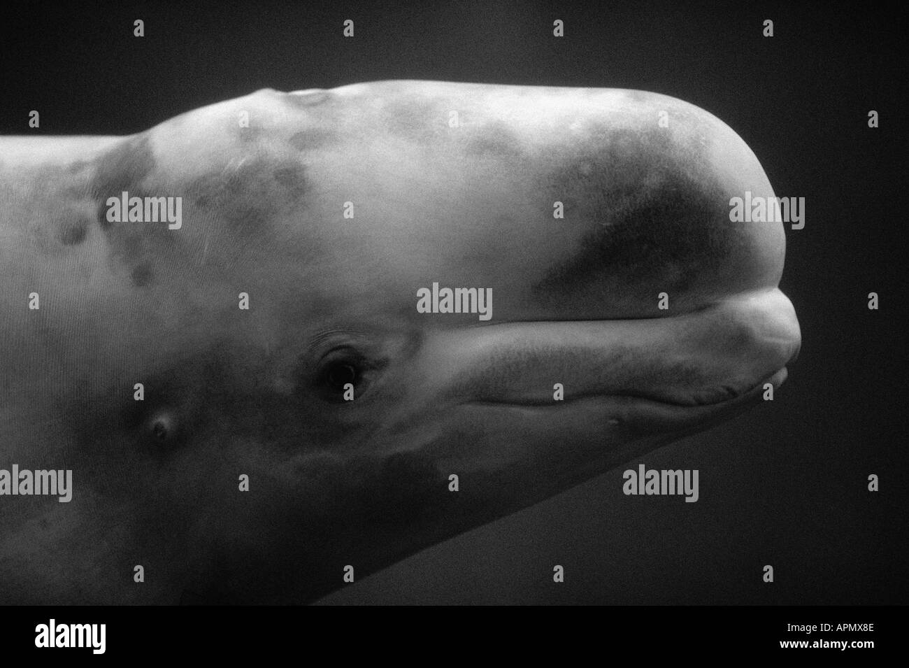 Whale's head Stock Photo