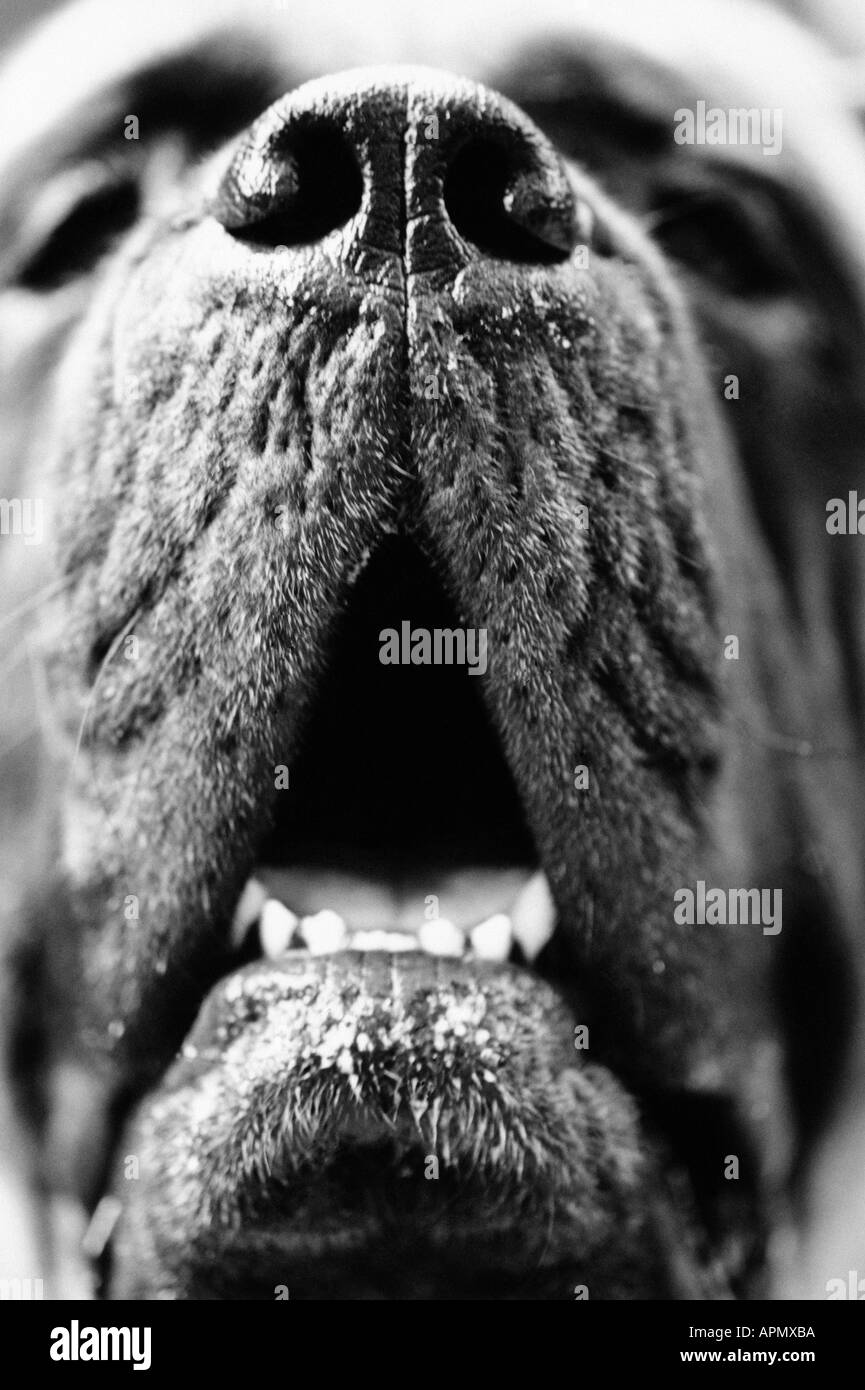 Portrait of a mastiff Stock Photo
