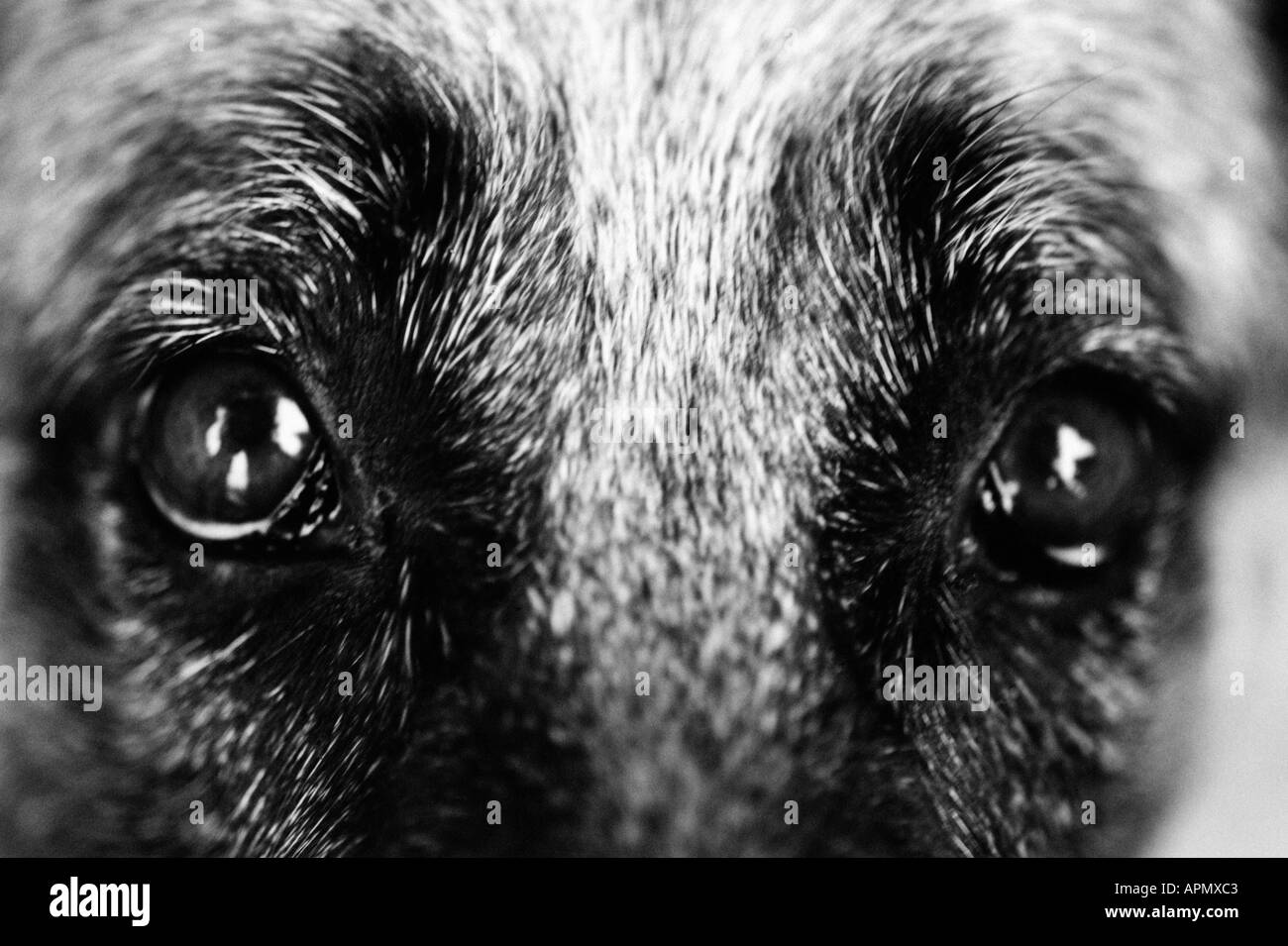 Eyes of a dog Stock Photo Alamy