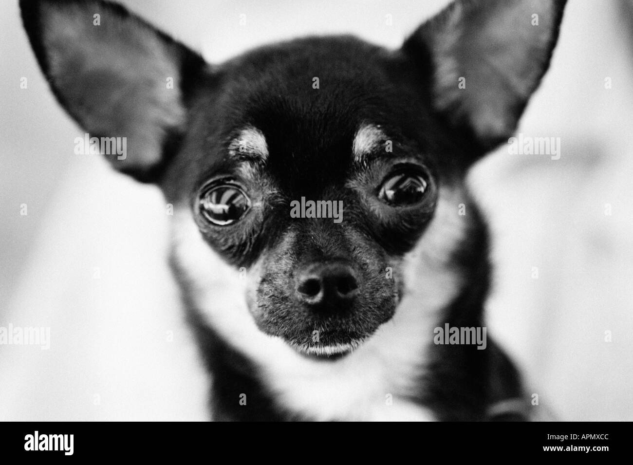 Portrait of black and white dog Stock Photo - Alamy