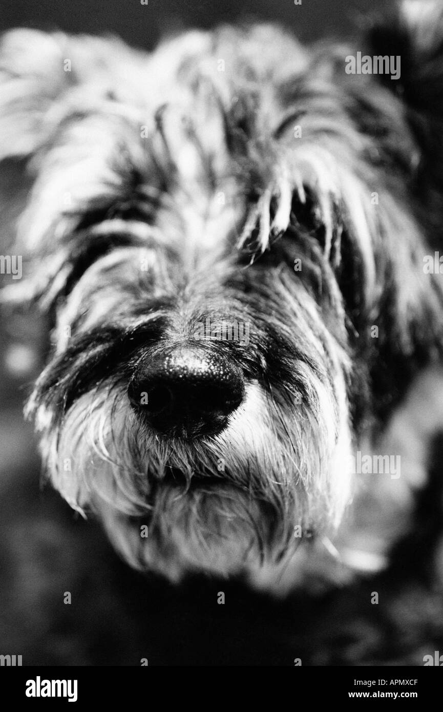 Hairy Black and White Stock Photos & Images - Alamy