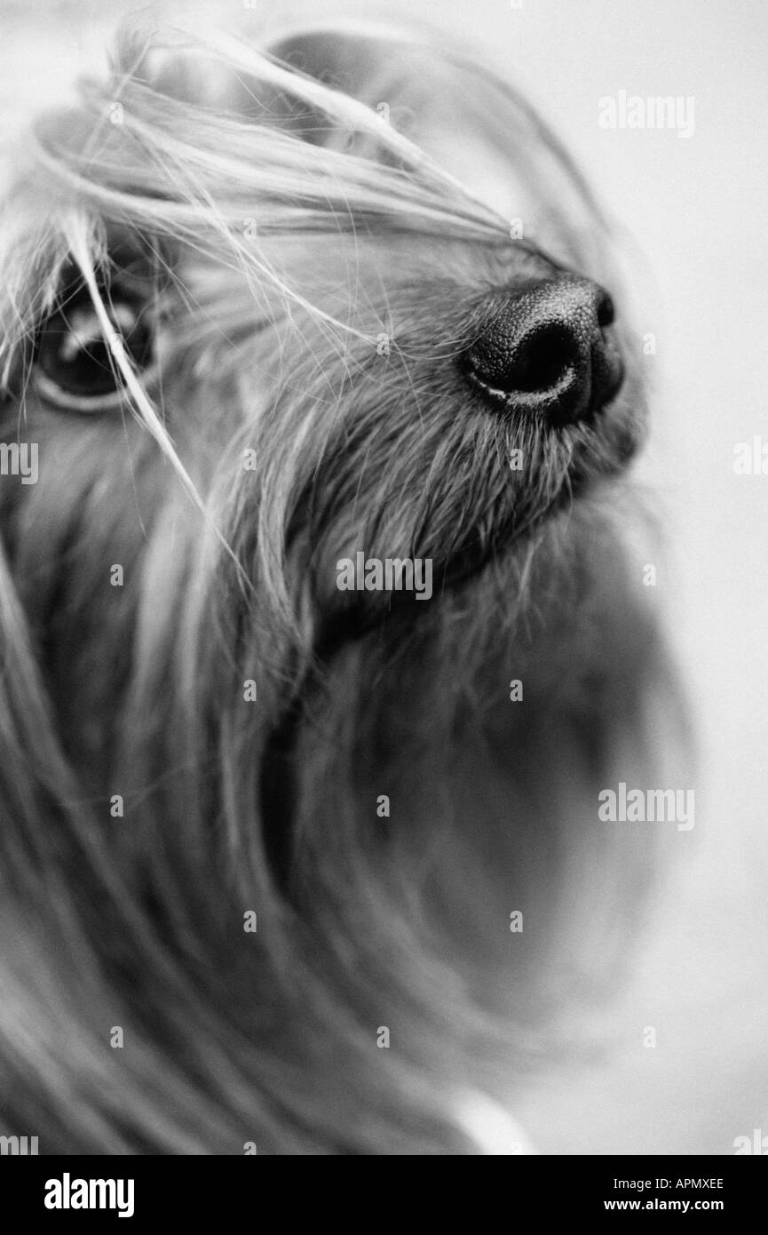 Portrait of a small dog Stock Photo Alamy