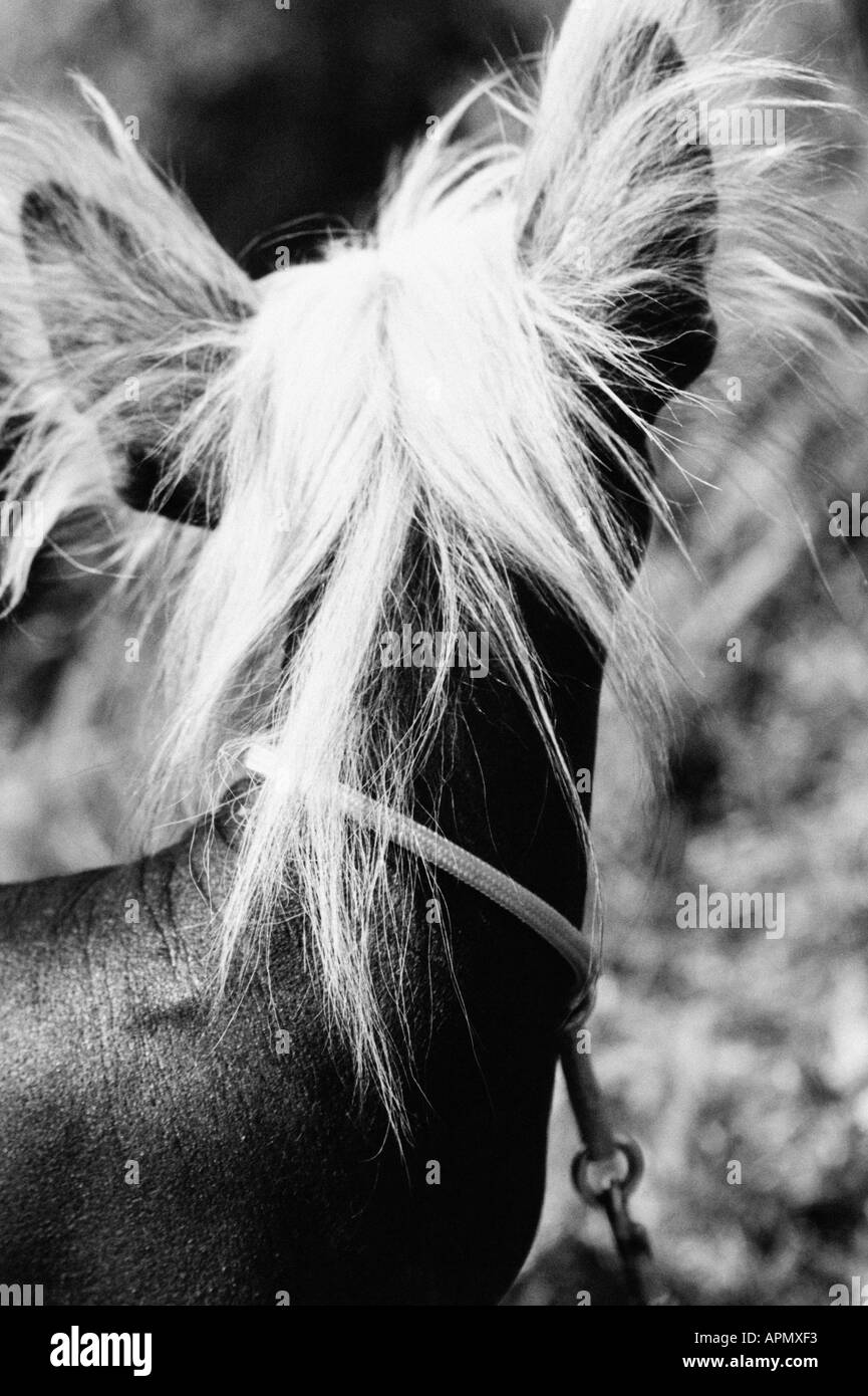 Dog with long ears and hair hires stock photography and images Alamy