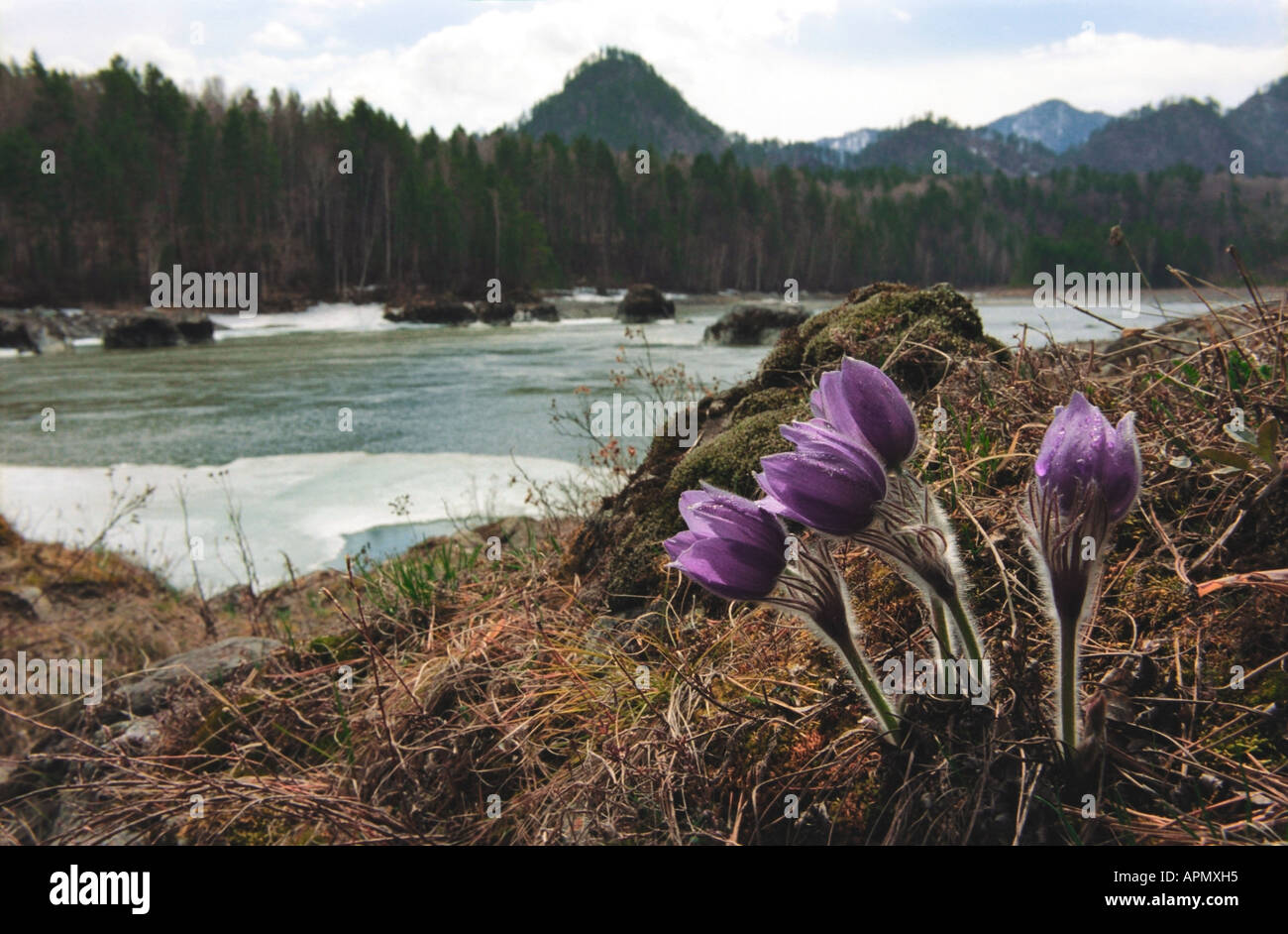 Pasque Flowers (Anemone pulsatilla) on the Katun river’s bank. Altai. Siberia. Russia Stock Photo