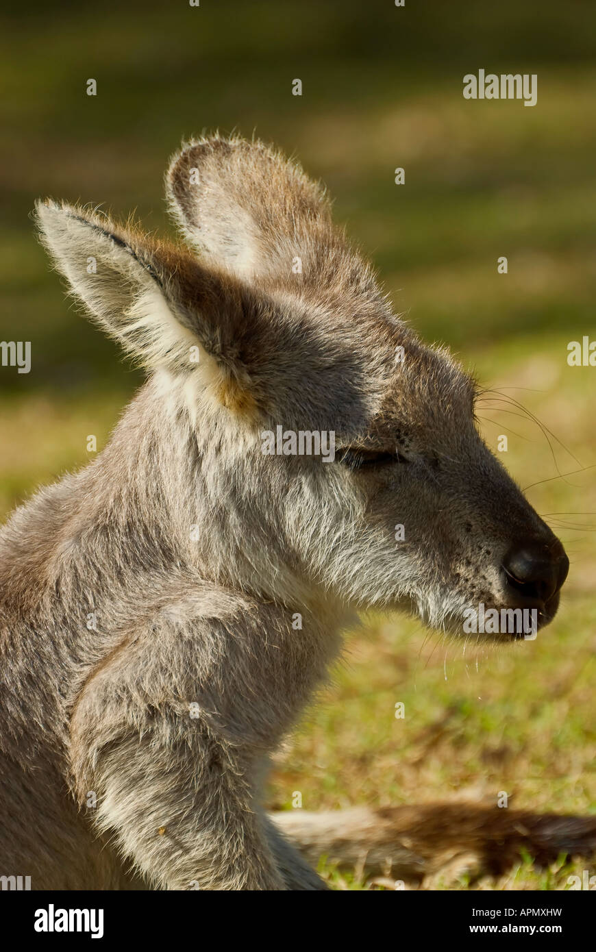 Eastern Grey Kangaroo Stock Photo - Alamy