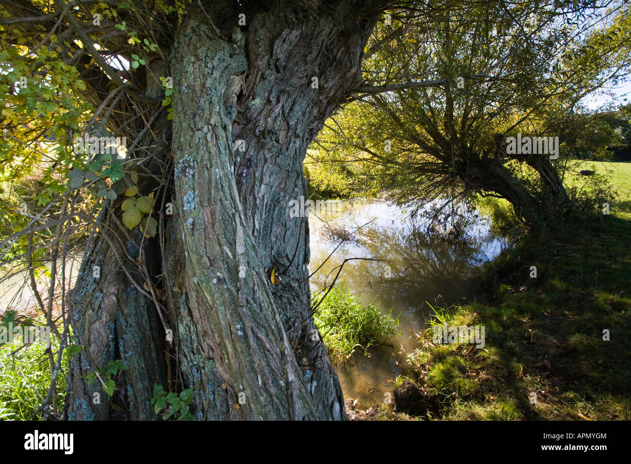 Pollarded Willows on on the River Evenlode, Bledington, Gloucestershire, UK Stock Photo