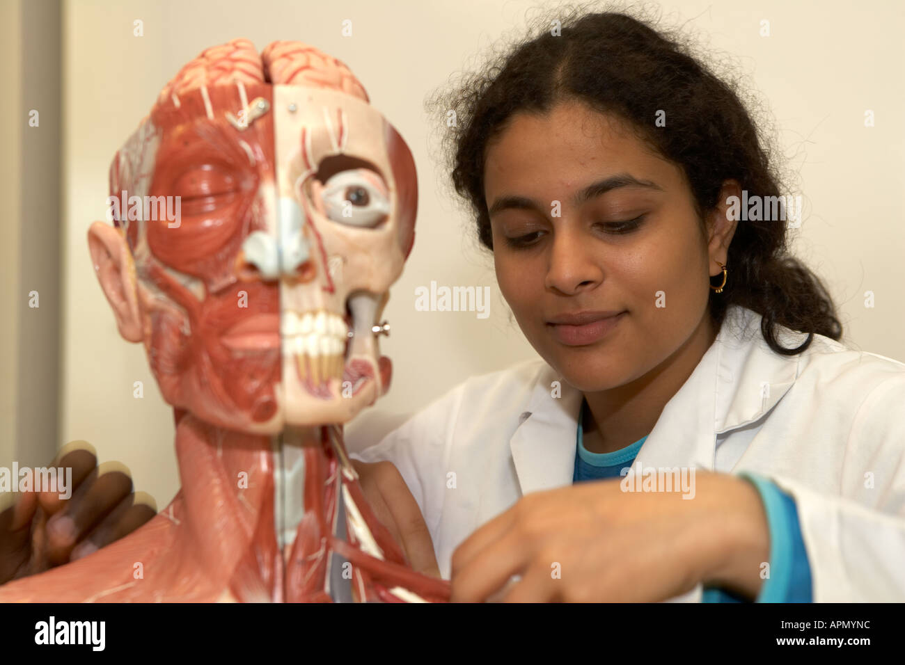 Medical student using anatomical model Stock Photo Alamy