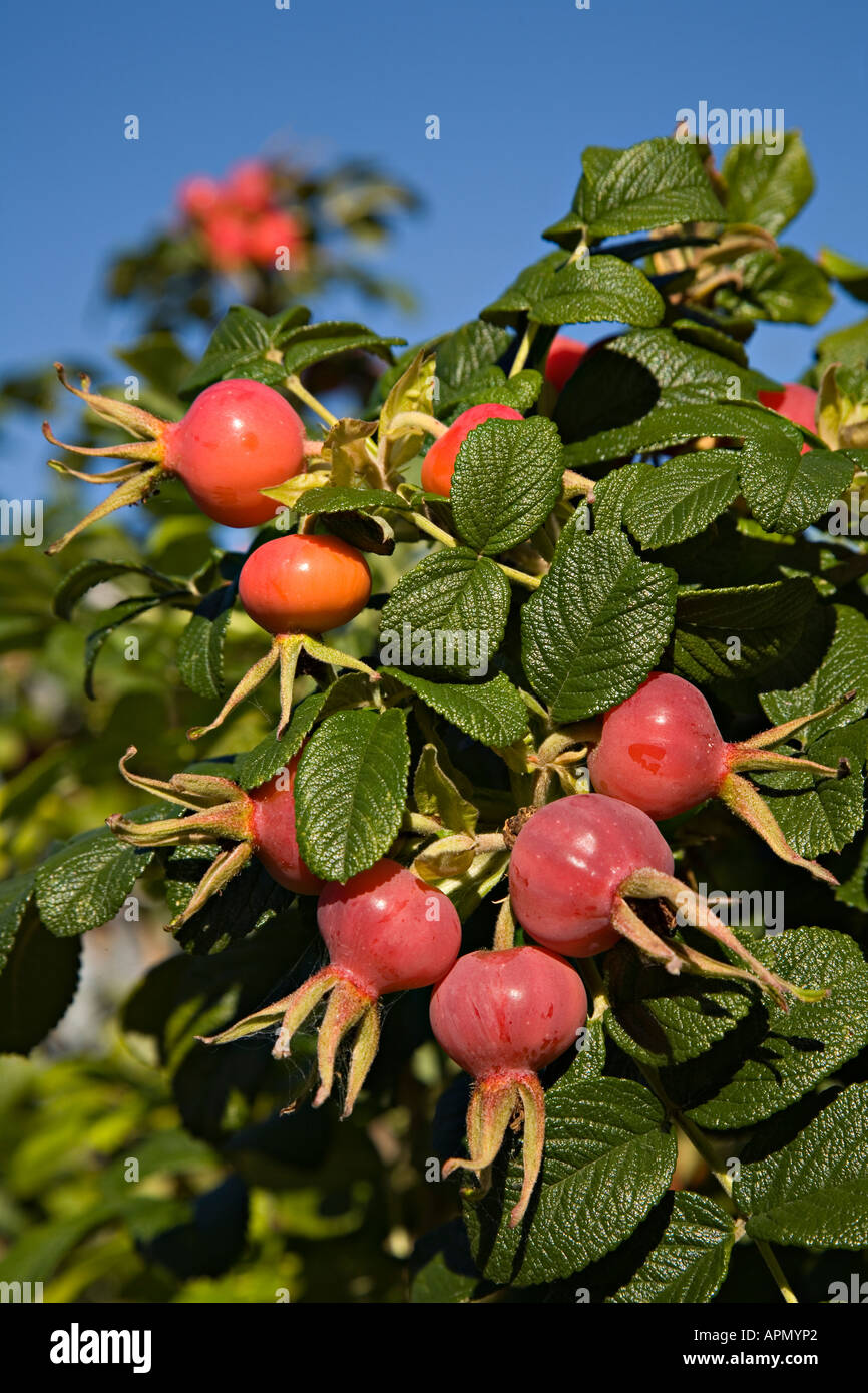 Rose hips plant hi-res stock photography and images - Alamy