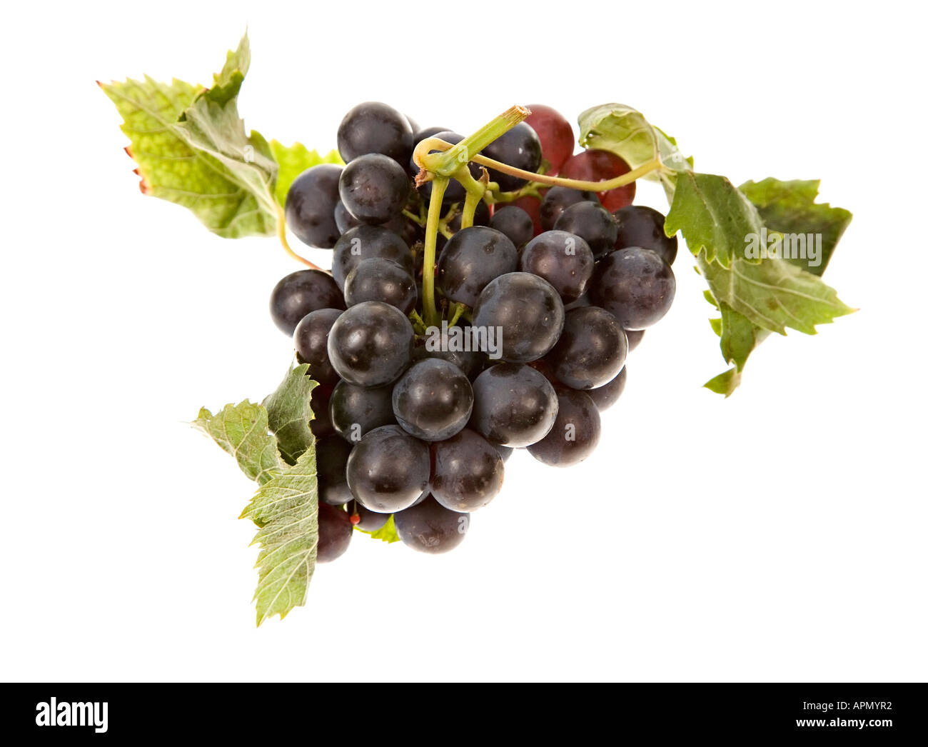 British grown bunch of ripe black grapes with leaves on white