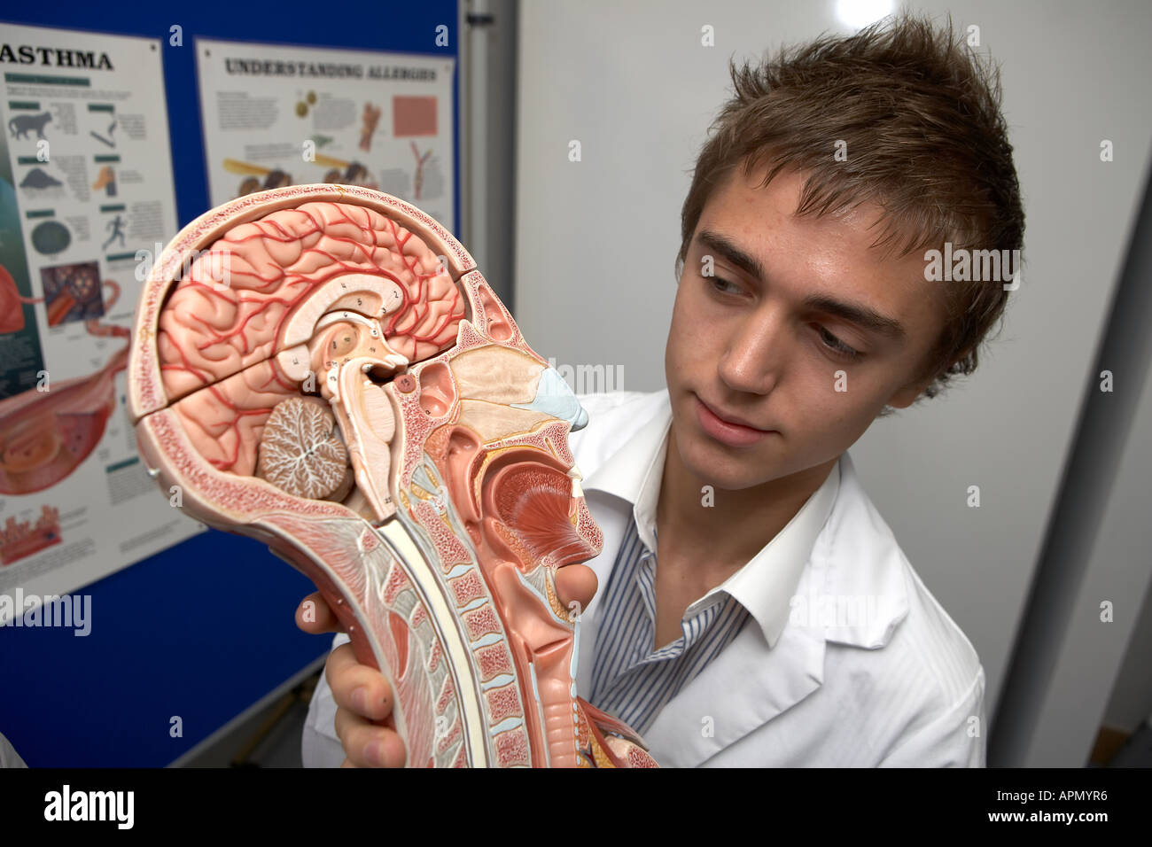 Medical student using anatomical model Stock Photo Alamy