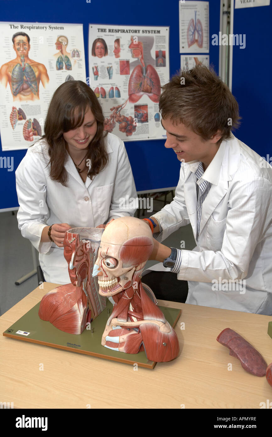 Medical students using anatomical model Stock Photo - Alamy