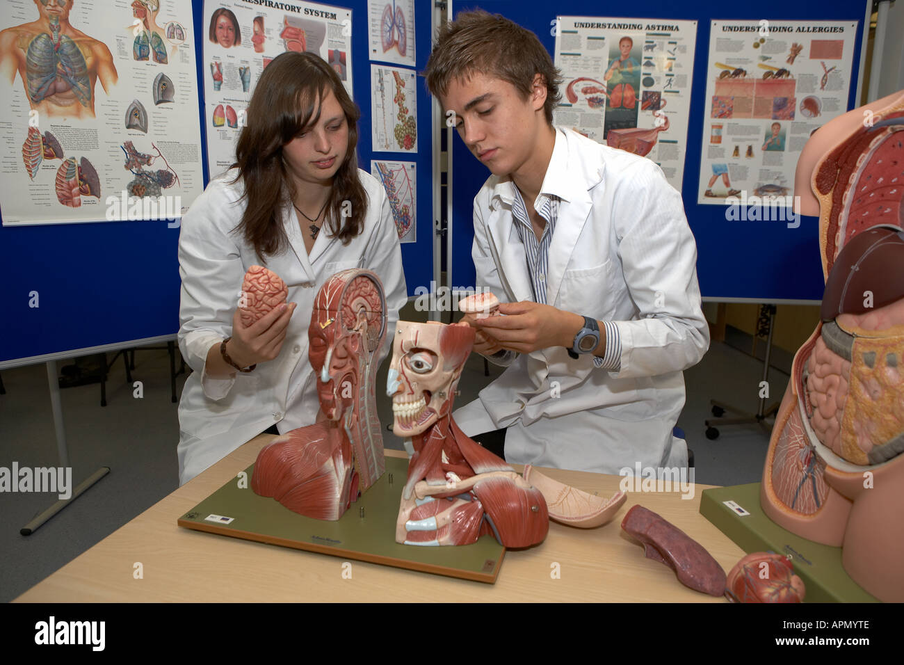 Medical students using anatomical model Stock Photo - Alamy