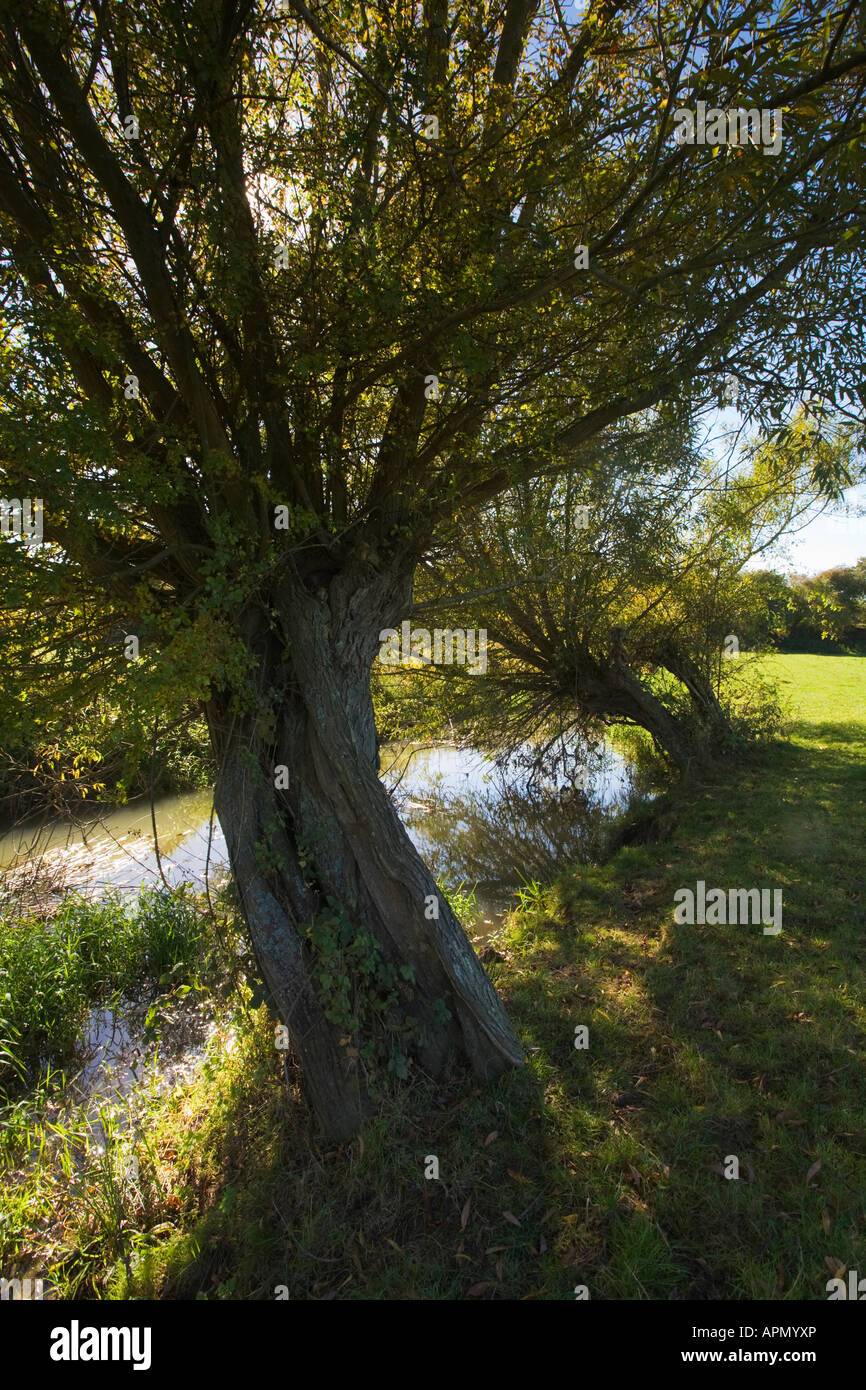 Pollarded Willows on on the River Evenlode, Bledington, Gloucestershire, UK Stock Photo