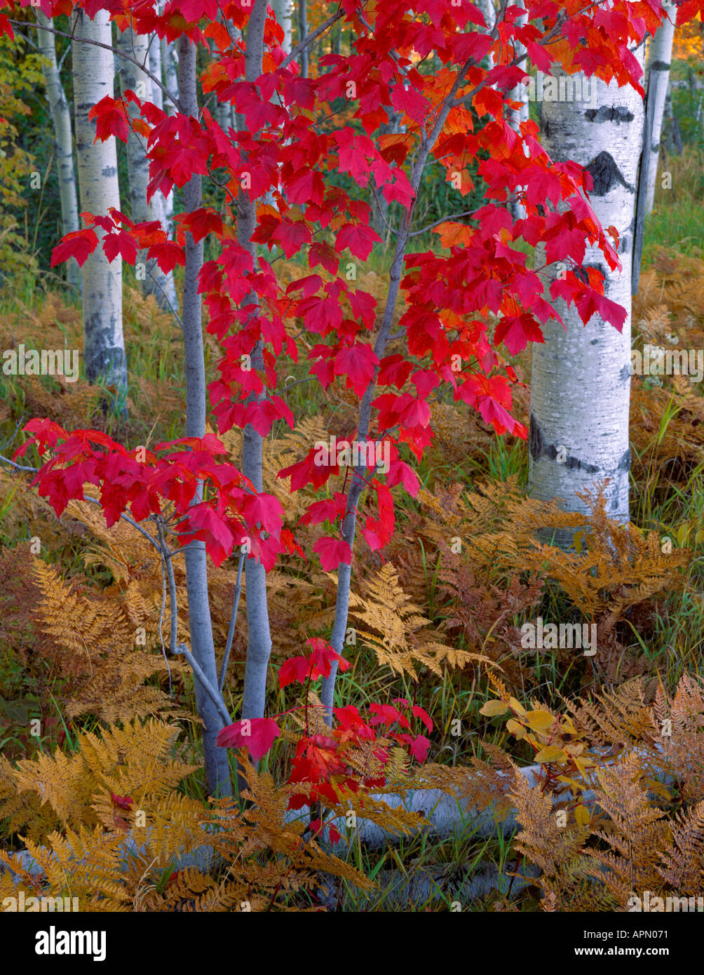 Chequamegon National Forest, WI: Detail of maple birch and ferns in ...