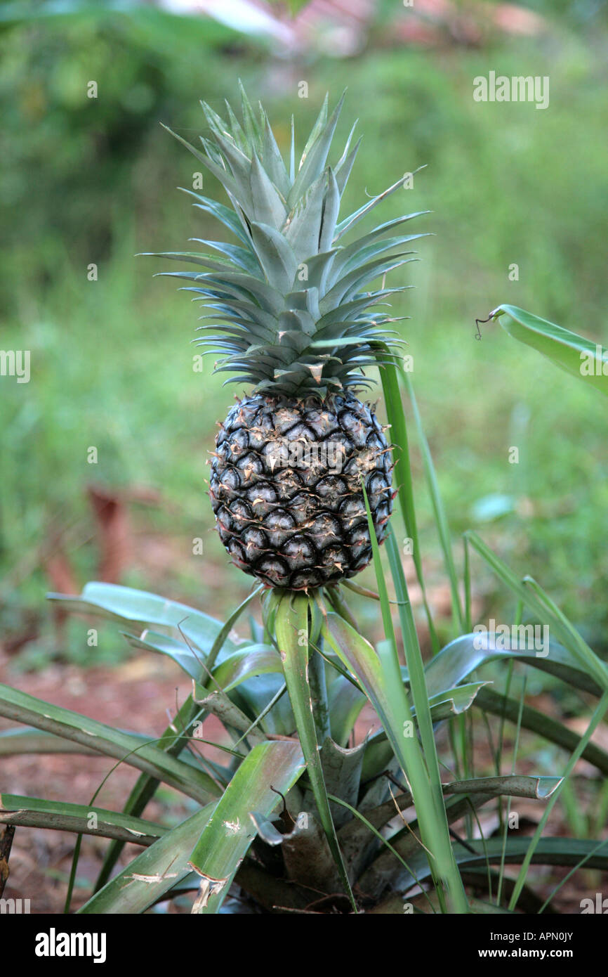 Pineapple 'ananas' growing on a spice farm on the Island of Zanzibar