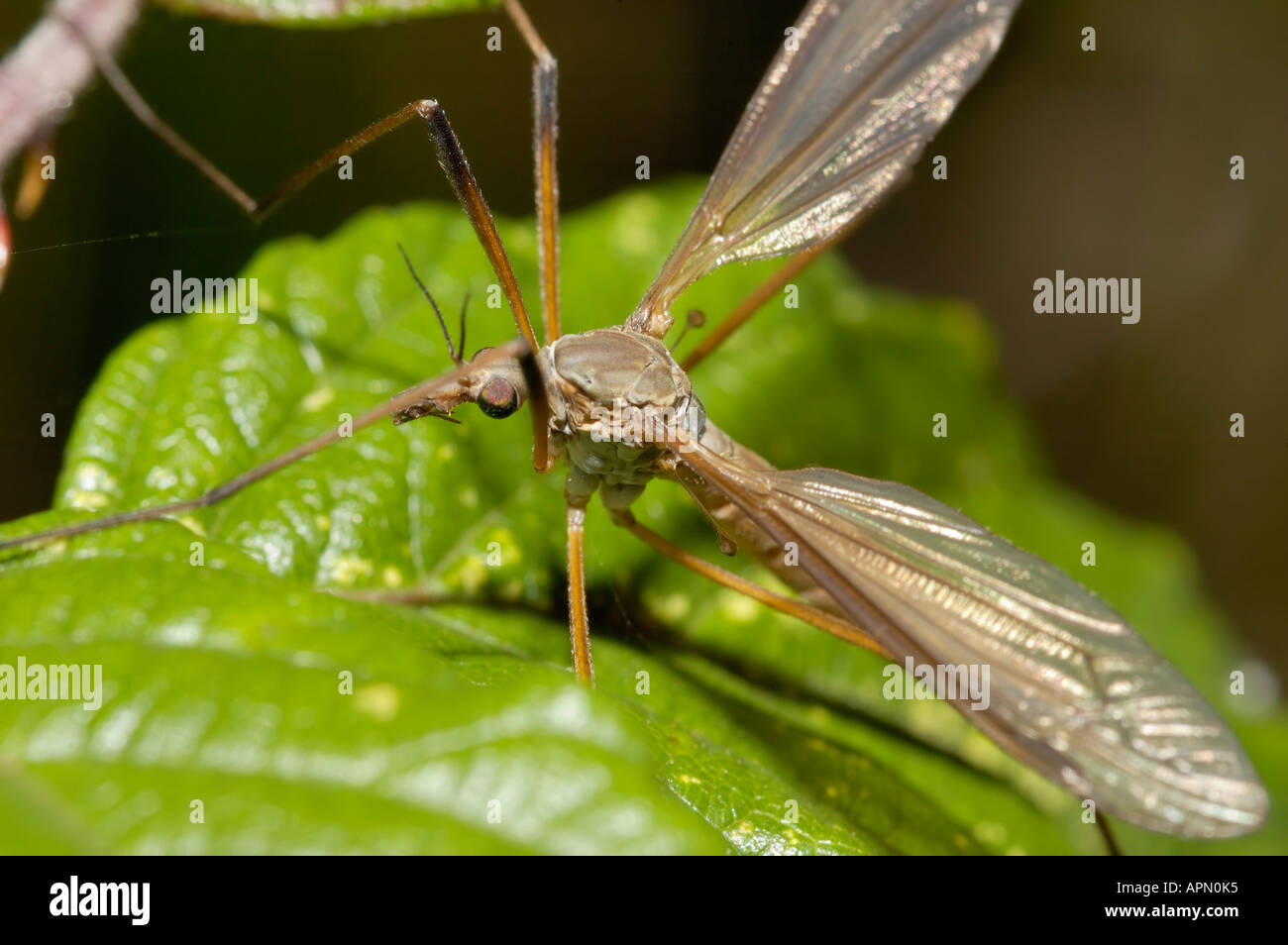 Crane fly Daddy Long Legs Stock Photo Alamy