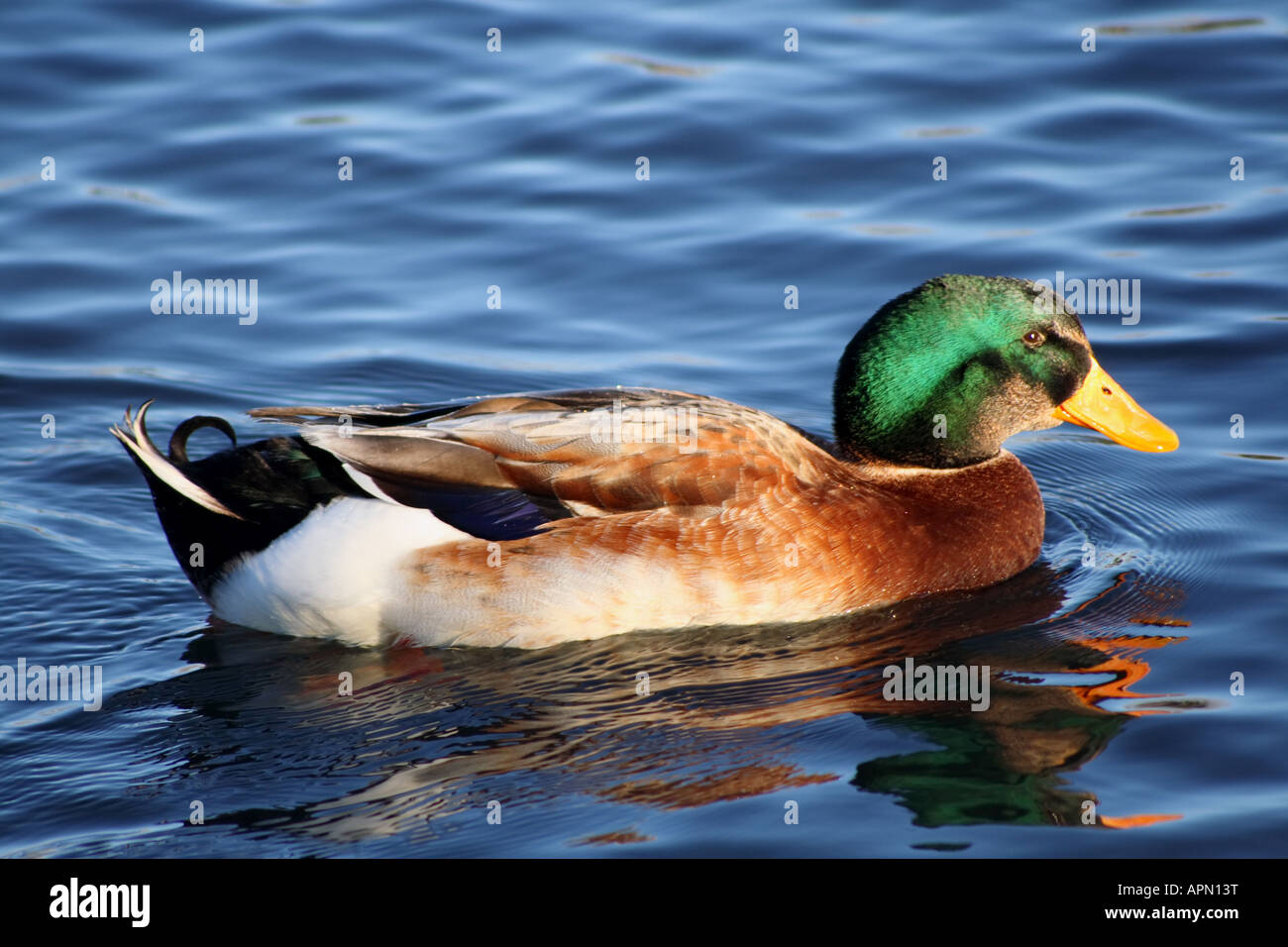 Swimming drake mallard duck Stock Photo