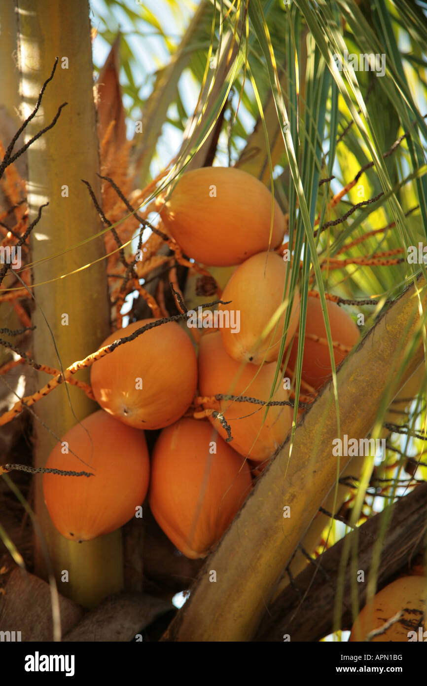 young coconuts before turning green on a coconut palm on the Island of Zanzibar Tanzania East