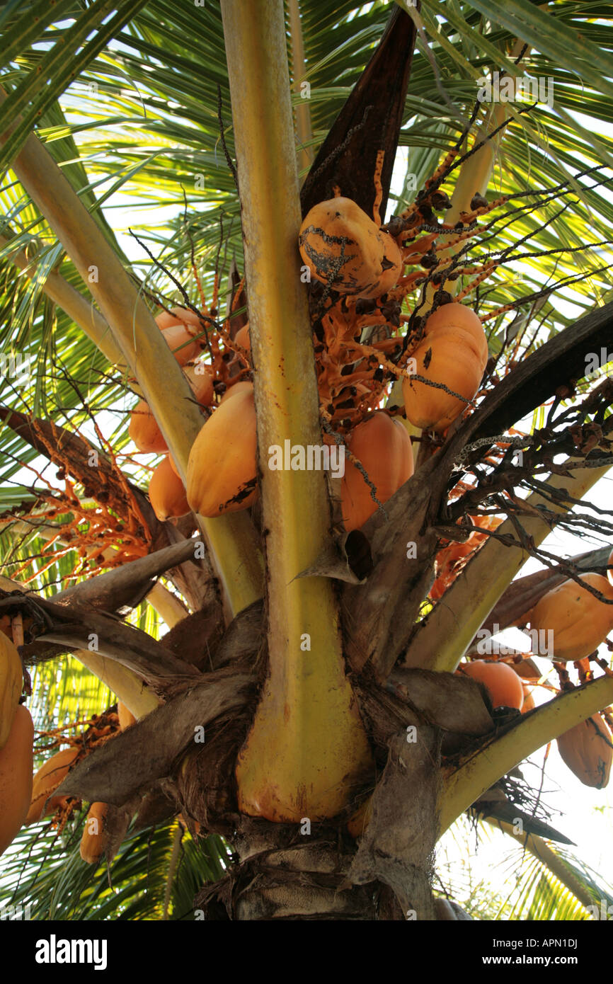 young coconuts before turning green on a coconut palm on the Island of Zanzibar Tanzania East