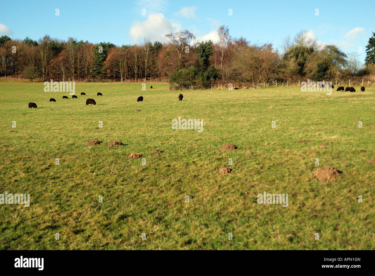 BLACK SHEEP AND RAMS GRAZING IN FIELD NEAR WESTERHAM KENT Stock Photo