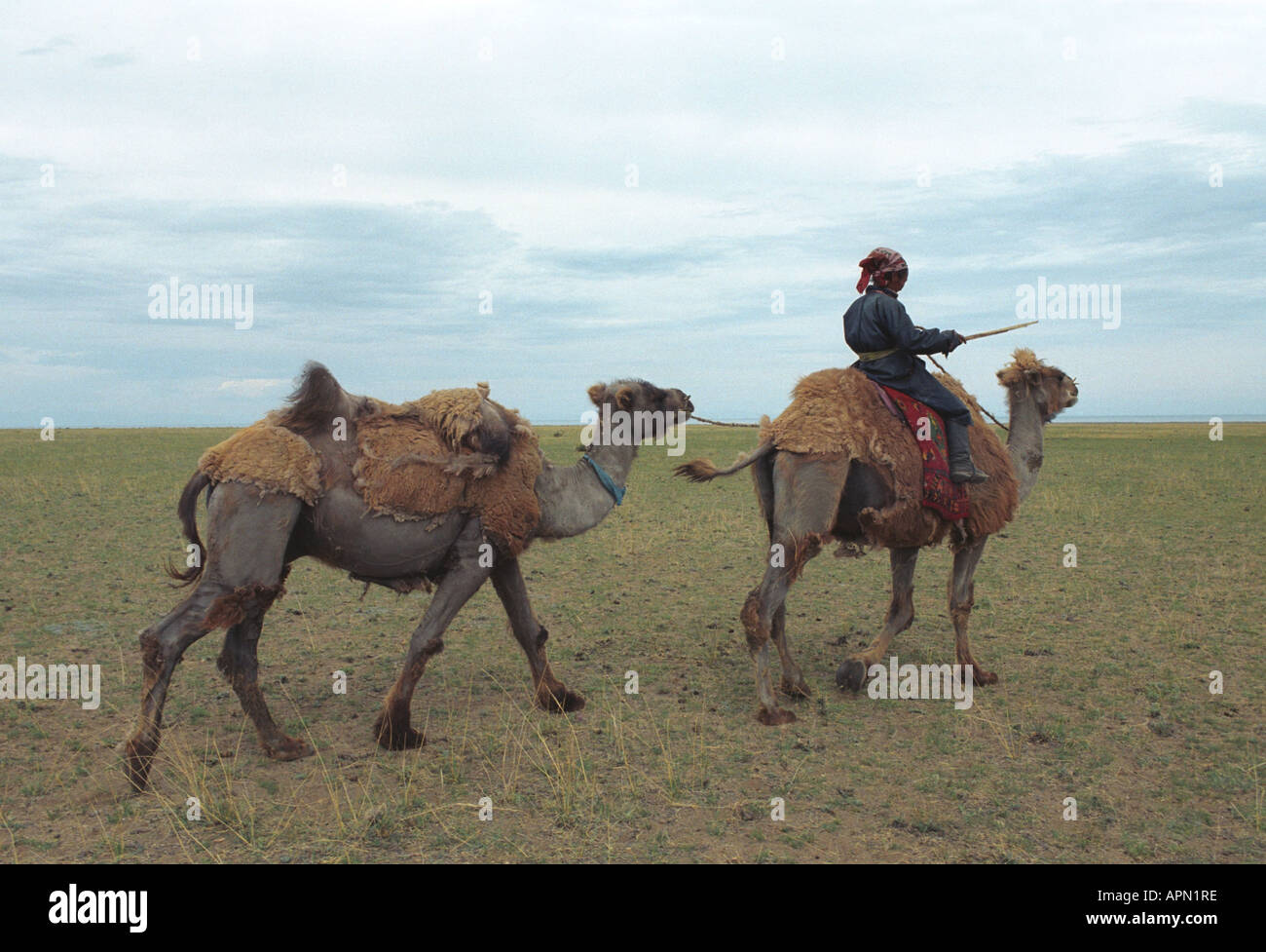 Uvs aimag hi-res stock photography and images - Alamy