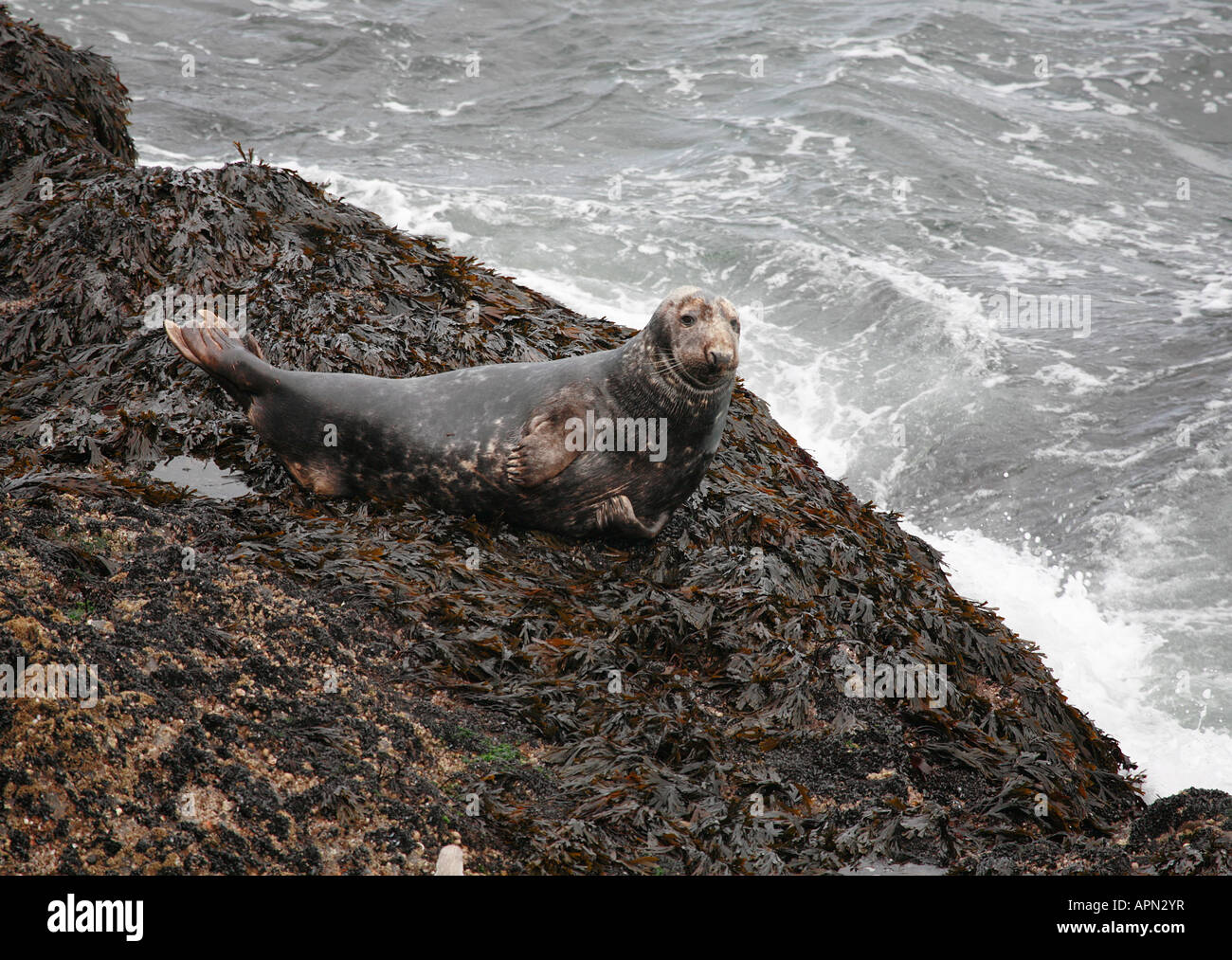 Grey Seal bull Halichoerus grypus basking on bladder wrack on the Pembrokeshire Coast Stock Photo