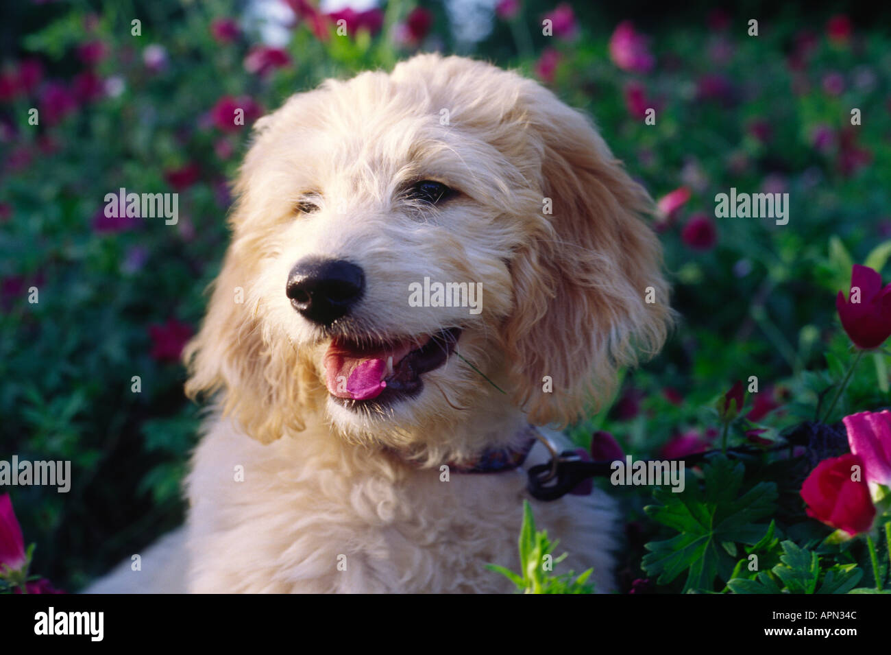 golden doodle puppy mixed breed dog eating flowers Stock Photo