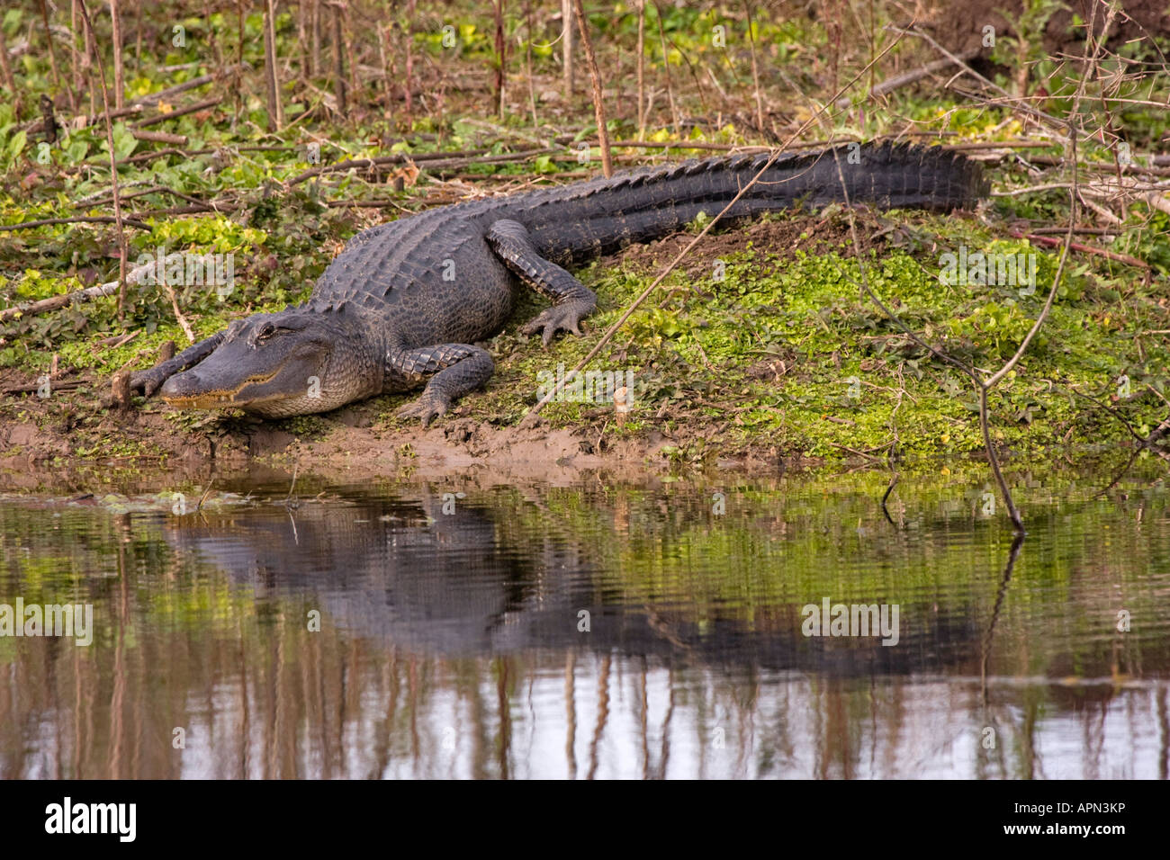 American Alligator basking in the sun Stock Photo