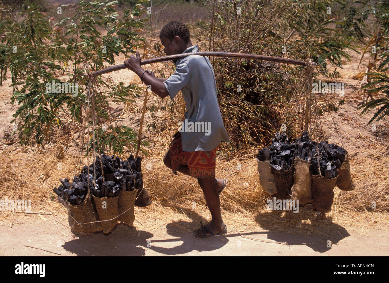 Man on his way to selling charcoal on the local market, Dodoma District