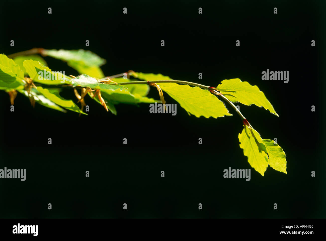 A thin branch of a tree with green leaves silhouetted against a dark background Stock Photo