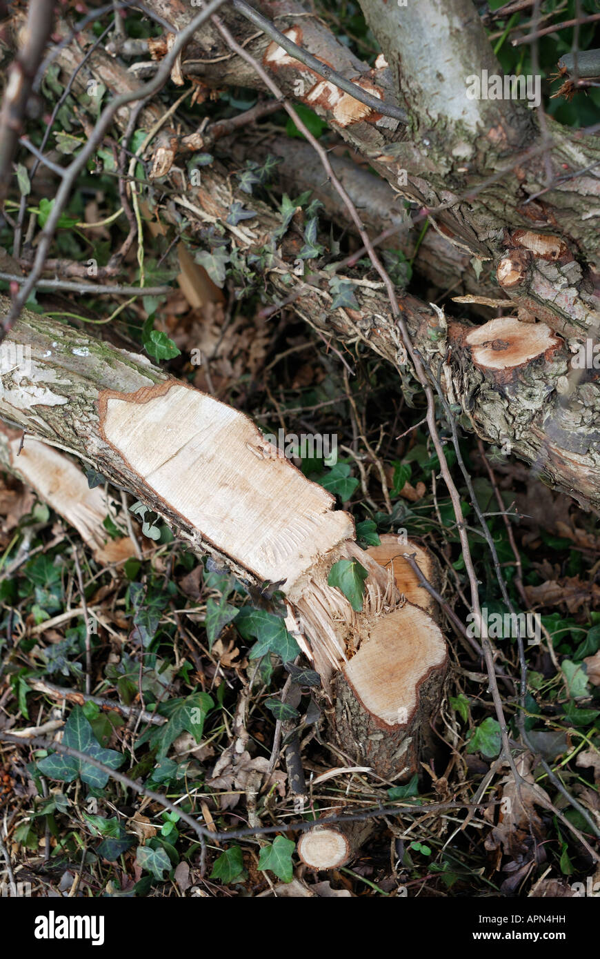 EXAMPLE OF HEDGE LAYING - RUTLAND Stock Photo