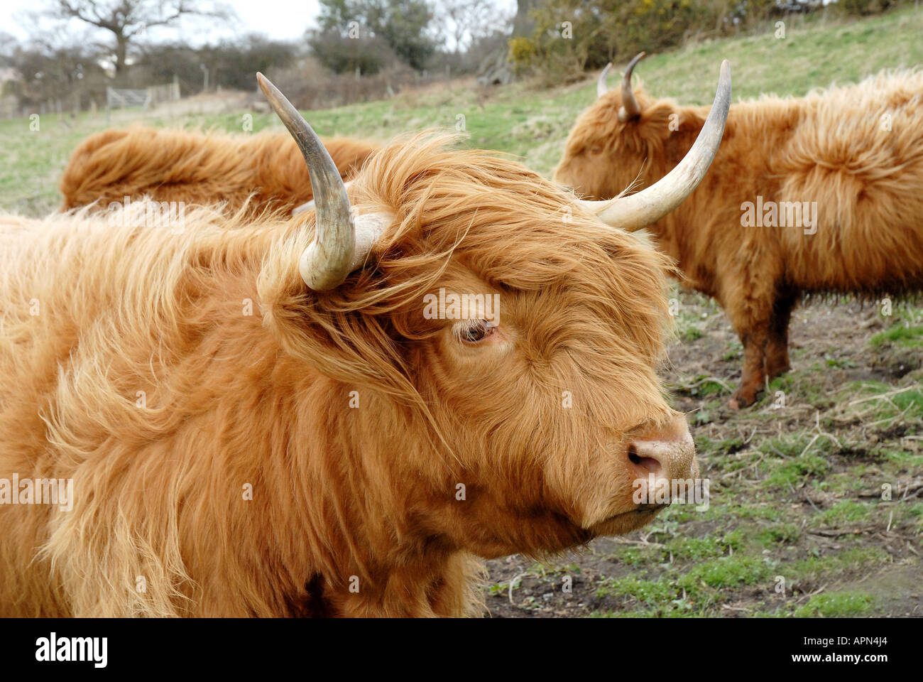 Highland cattle their fearsome horns belie their gentle nature Stock Photo
