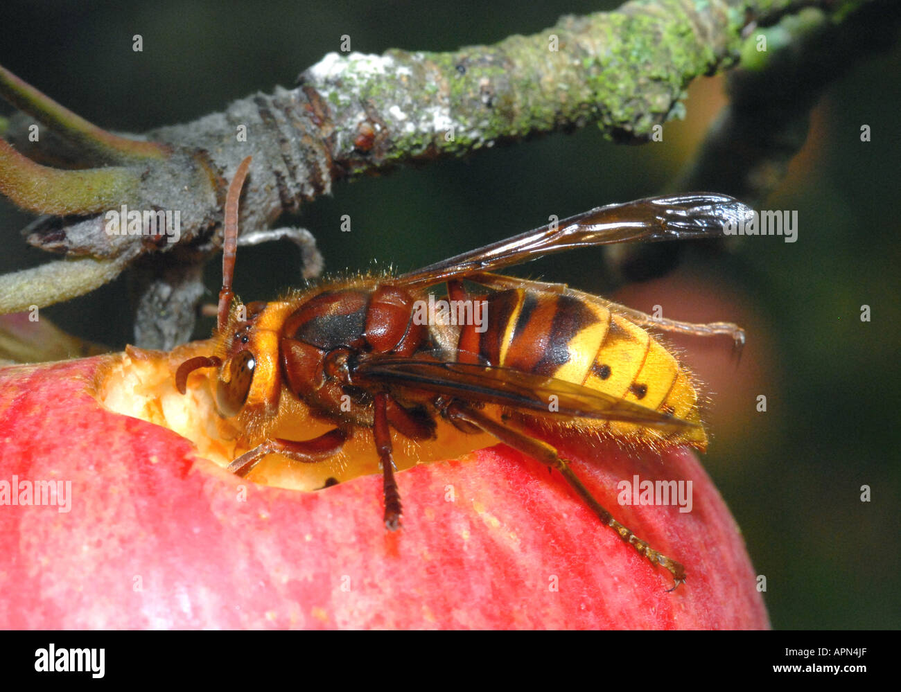 HORNET (Vespa crabro) European Stock Photo - Alamy