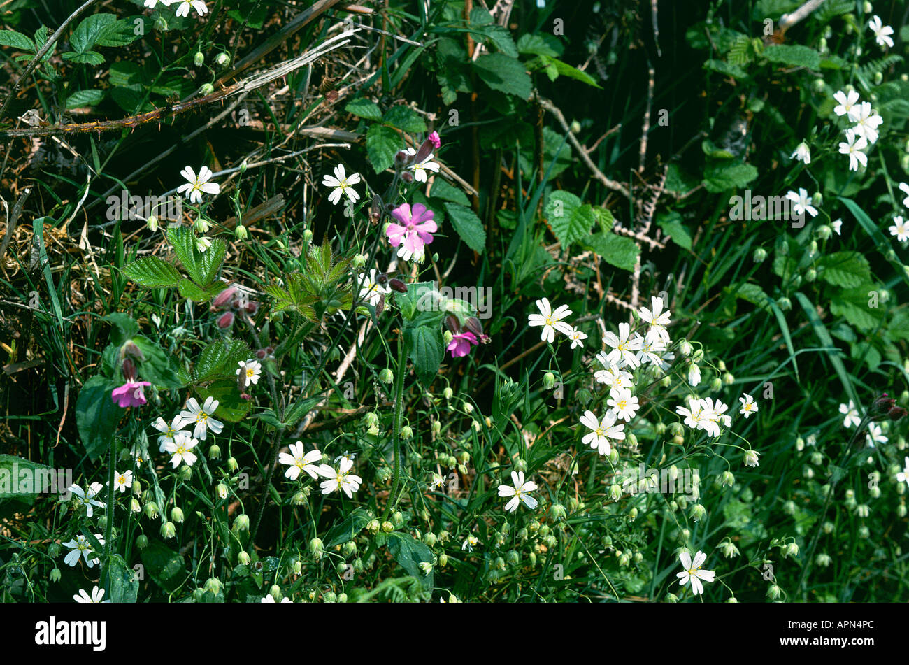 Wild flowers in a hedgerow in Devon Stock Photo 9045099 Alamy