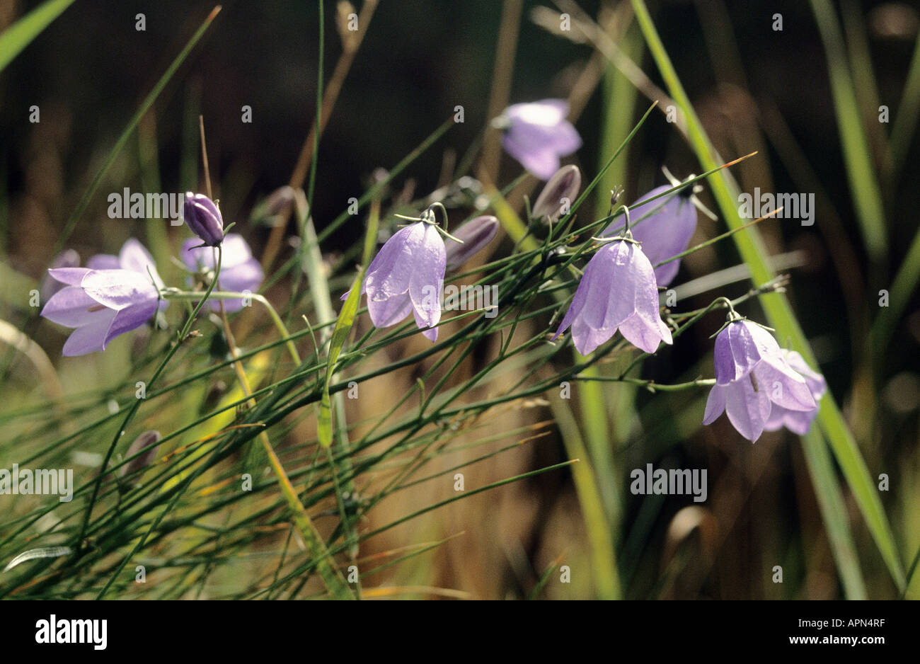 Purple wild flowers growing in Scotland Stock Photo - Alamy