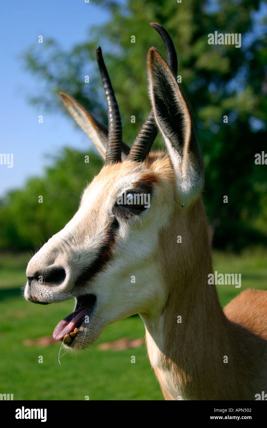 Portrait springbuck Stock Photo