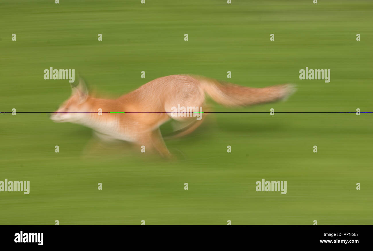 Red fox running blurred by movement Stock Photo