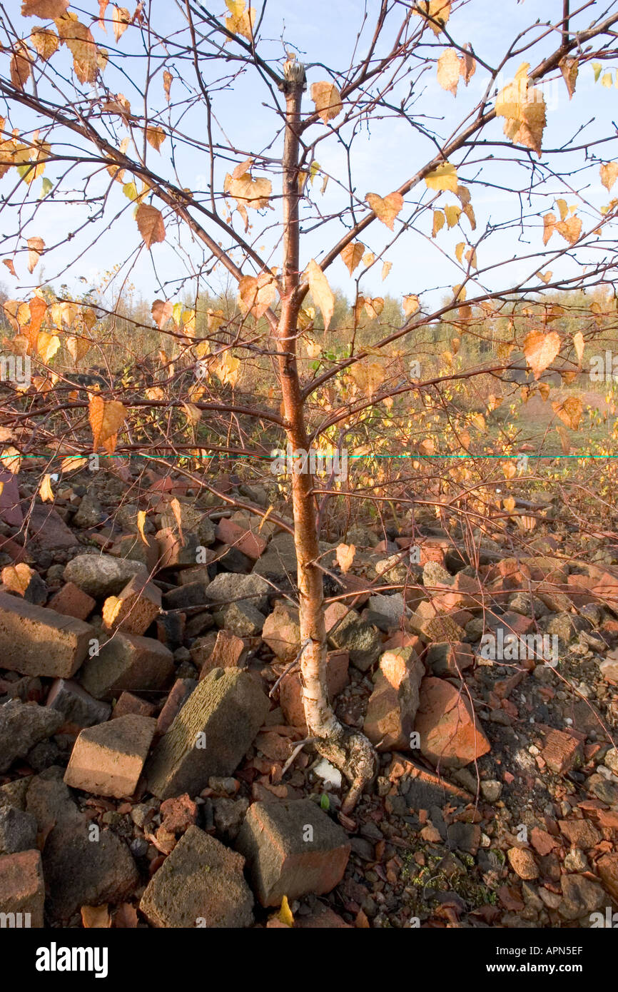 Silver birch tree sapling hires stock photography and images Alamy