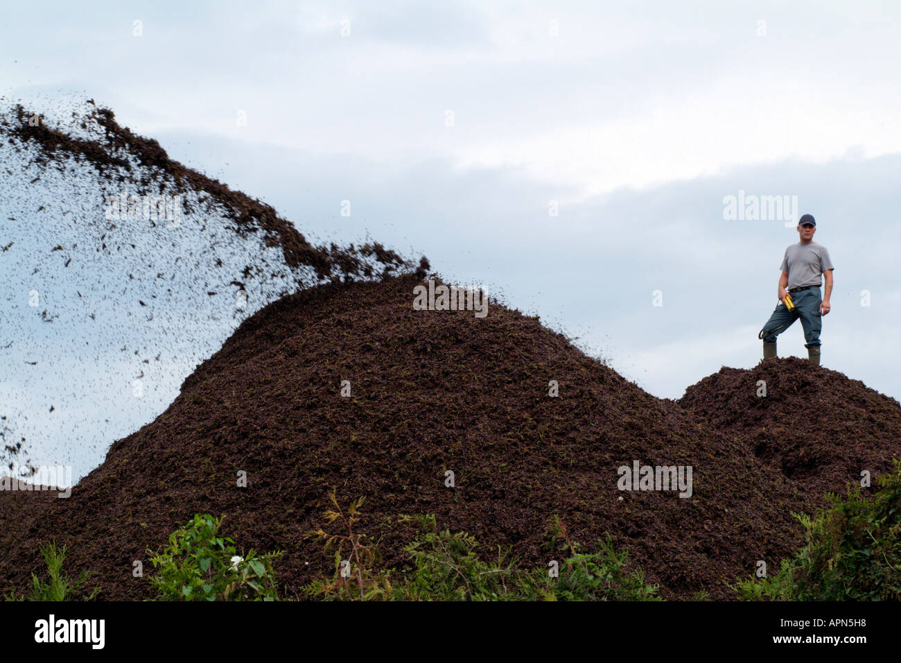 Must grape pressings being piled in a heap before being used as fertiliser. France Europe EU Stock Photo