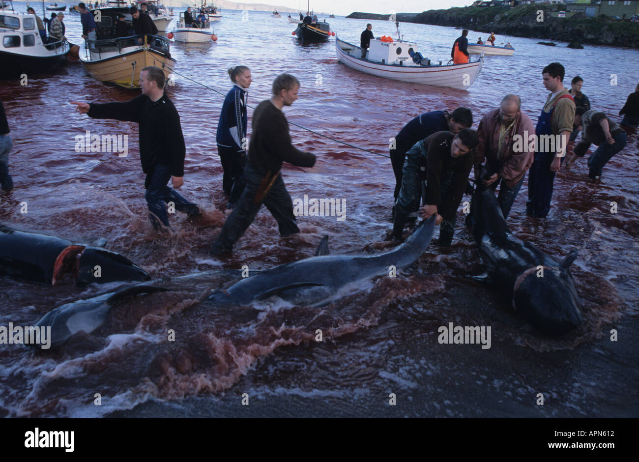 A Grindadrap or traditional killing of Pilot whales in Torshavn capital of the Faroe Islands Denmark Stock Photo