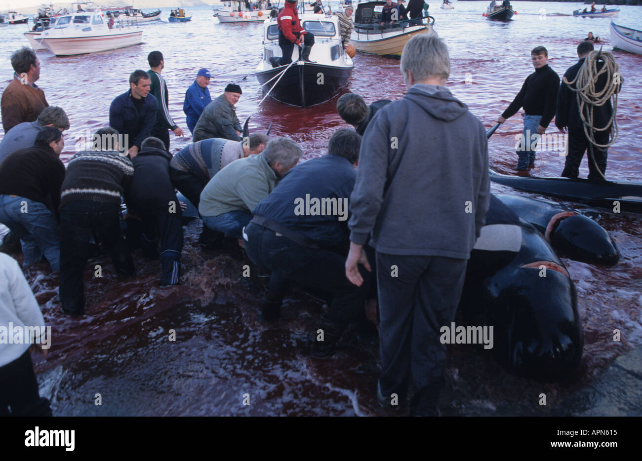 Grindadrap or traditional killing of pods of Pilot Whales in Torshavn capital of the Faroe Islands Denmark Stock Photo