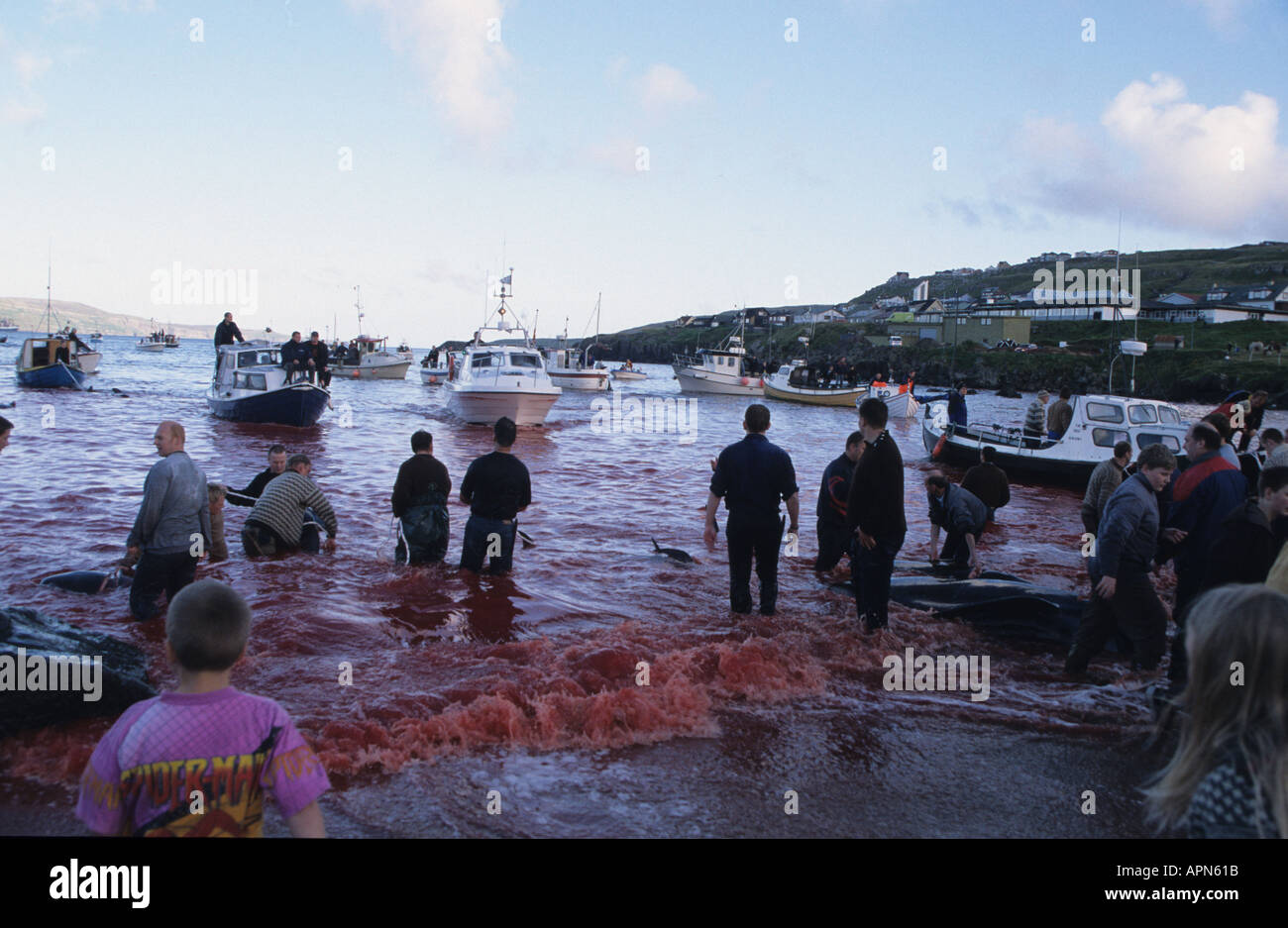 The sea runs red at the Grindadrap or traditional killing of Pilot Whales in Torshavn capital of the Faroe Islands Denmark Stock Photo