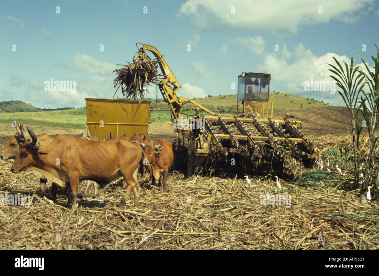 Oxen gathering sugar cane in plantation in the Dominican Republic Stock Photo