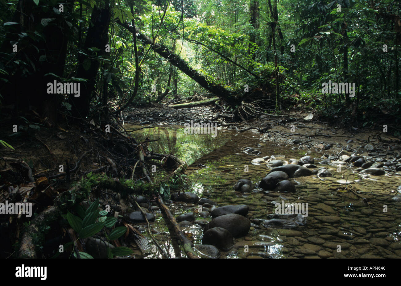 Rainforest interior in Gunung Mulu National Park Sarawak Malaysia Stock Photo