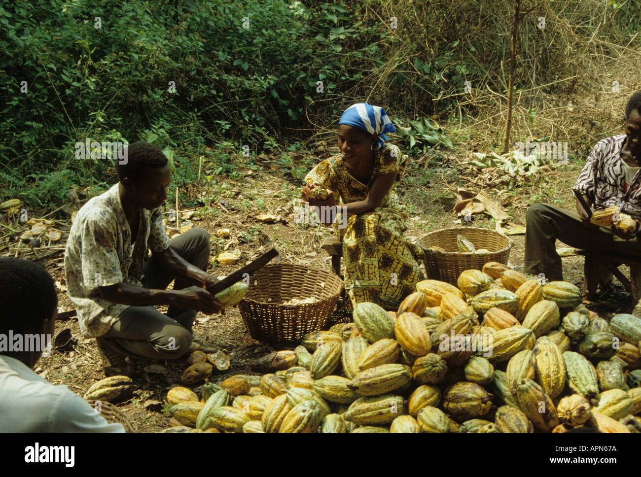 Ghana cocoa hires stock photography and images Alamy