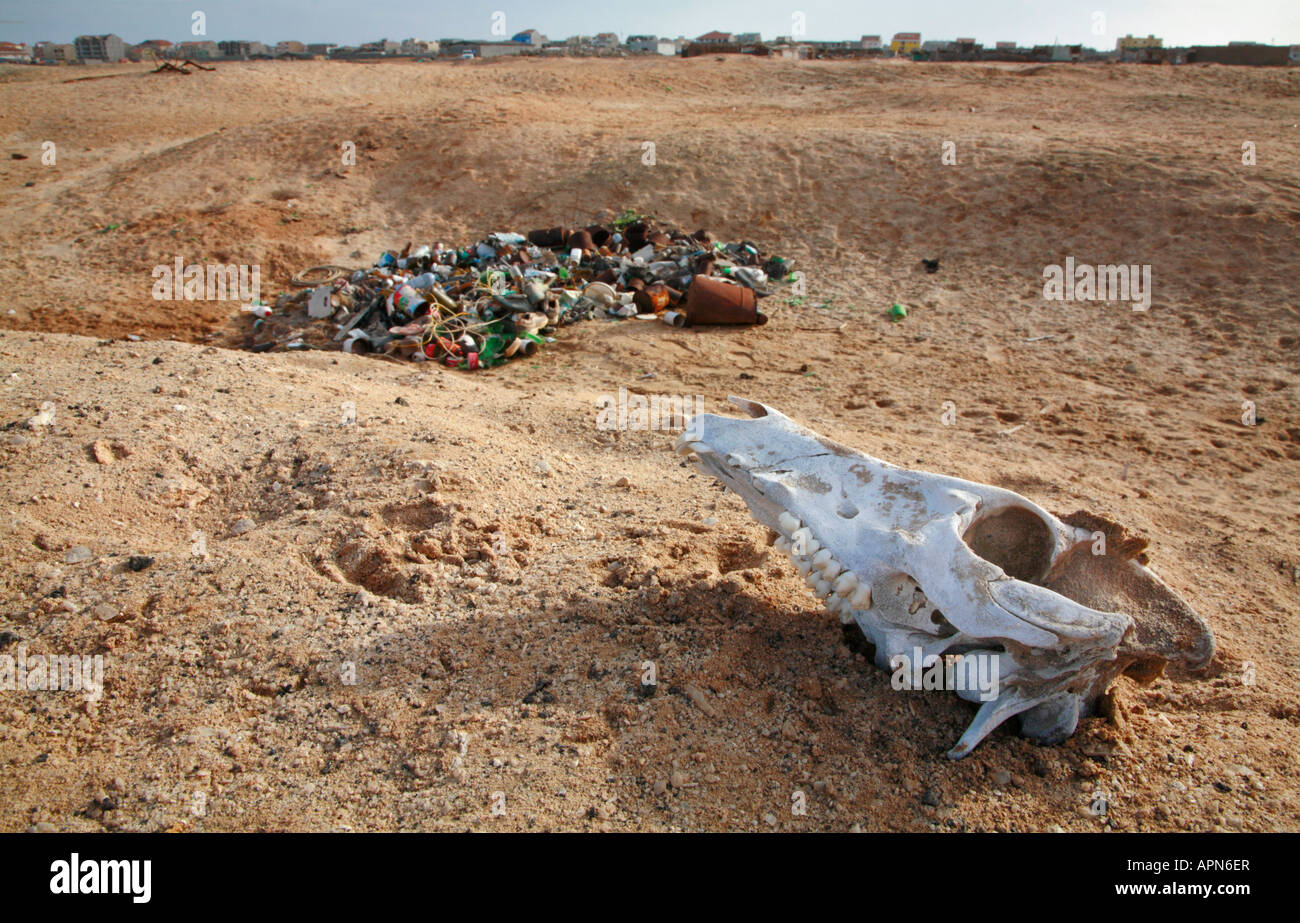 Skull and rubbish tip in the salt pans of Santa Maria Sal Cape Verde Islands Stock Photo
