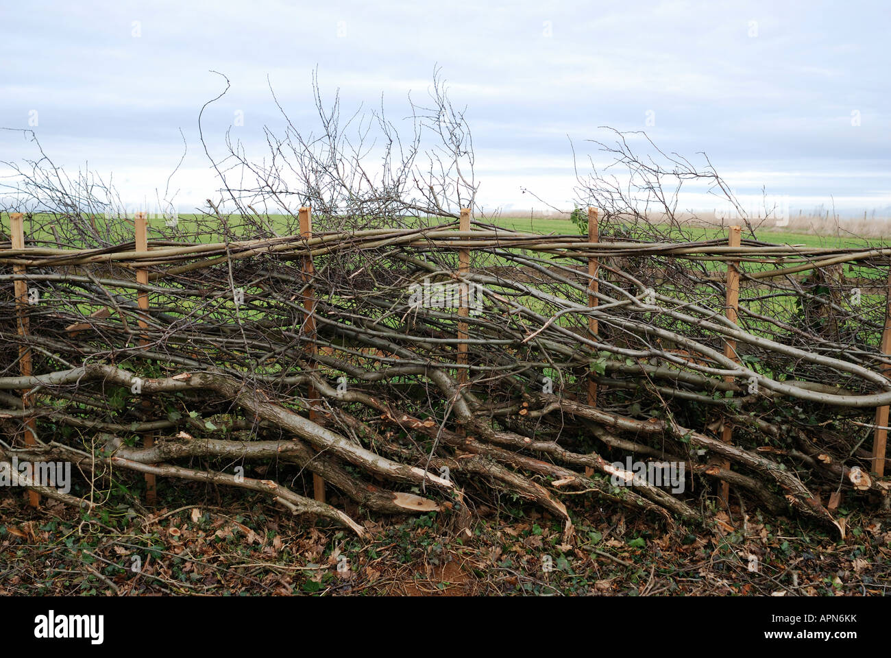 EXAMPLE OF HEDGE LAYING -RUTLAND Stock Photo