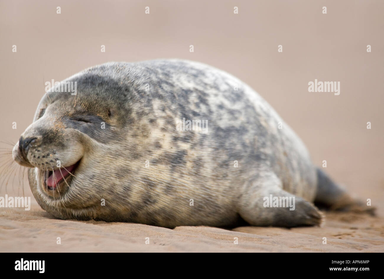 Grey Seal appearing to laugh on a beach in UK Stock Photo