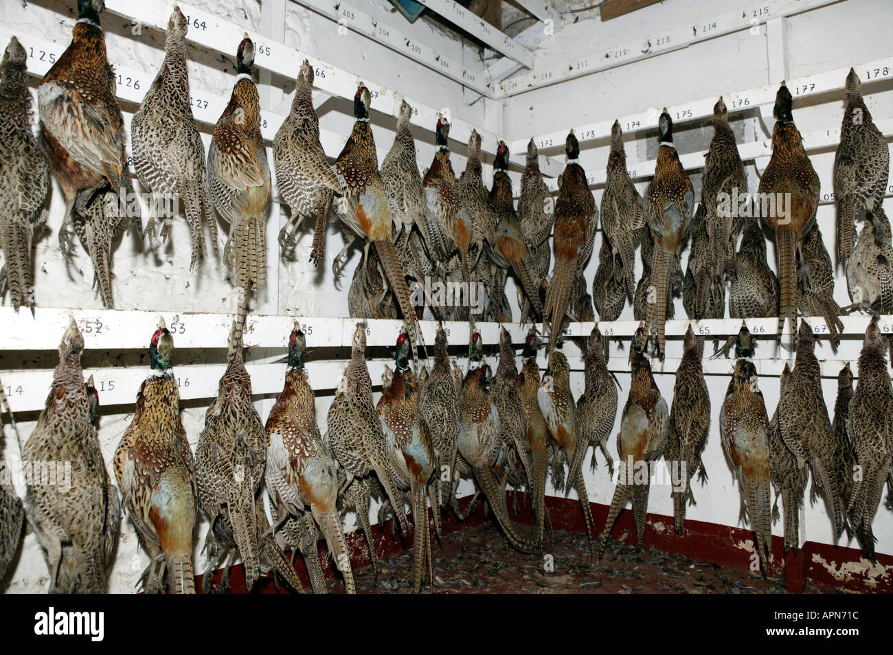 Game larder hires stock photography and images Alamy