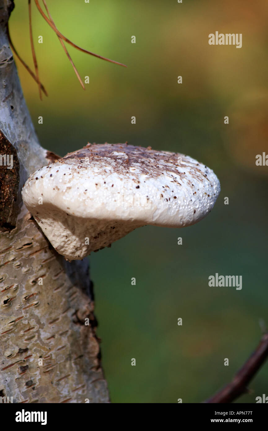Bracket fungi on birch tree Stock Photo